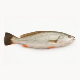 Tigertooth Croaker (Mushka)