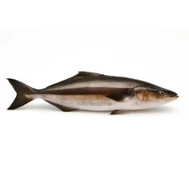Sangra/Cobia Fish