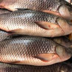 Kala Rahu 1 Kg