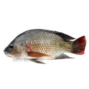 Chira Fish 1 Kg